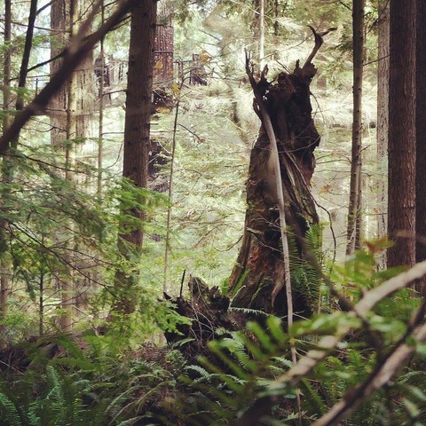🇩🇪 Das Bild zeigt einen dichten Wald. Im Vordergrund sind verschwommen Farne und Äste zu sehen, die die Szene einrahmen. In der Mitte sticht ein großer, verfallender Baumstumpf hervor, mit seiner gezackten Spitze und der moosbedeckten Basis. Eine dünne, helle Stange lehnt sich an den Stumpf. Hinter dem Stumpf reicht der Wald mit verschiedenen Bäumen und Laub in die Ferne. Im Hintergrund ist zwischen den Bäumen eine baumhausartige Struktur zu sehen, die der natürlichen Umgebung einen Hauch menschlicher Präsenz verleiht.
🇬🇧 The image shows a dense forest. In the foreground, ferns and branches are blurred, framing the scene. In the midground, a large, decaying tree stump stands out, with its jagged top and moss-covered base. A thin, light-colored pole leans against the stump. Behind the stump, the forest extends into the distance with various trees and foliage. In the background, a treehouse-like structure is visible amongst the trees, adding a touch of human presence to the natural setting.