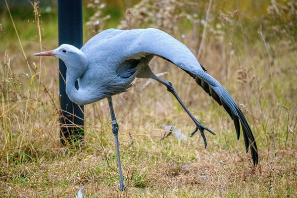 A Blue Crane stretching like a yoga pose
