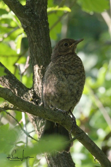 Auf dem Foto sieht man eine junge Singdrossel in einem Baum auf einem Ast sitzen.