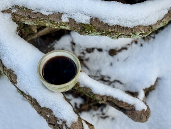 A green ceramic teacup filled with dark, inky-black tea. The cup is sitting on the exposed, snow-covered roots of an eastern hemlock.