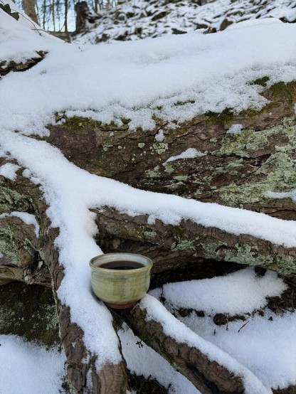 A green ceramic teacup filled with dark, inky-black tea. The cup is sitting on the exposed, snow-covered roots of an eastern hemlock. From the angle you can partially see the hillside the tree is growing on.