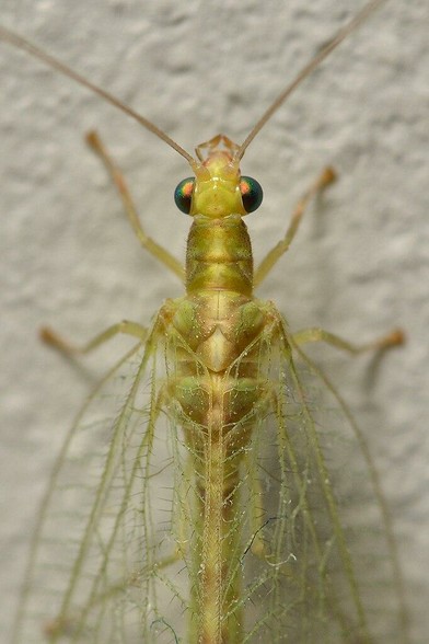 A photo of the head and thorax of a common green lacewing on a white wall.