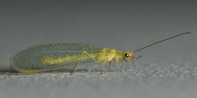 A photo of a green lacewing on a white wall viewed from the side.