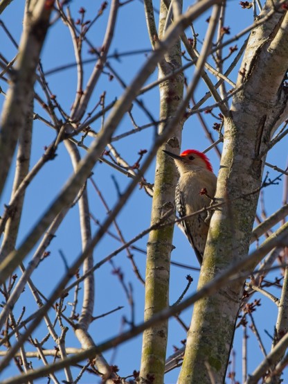 Red-bellied Woodpecker