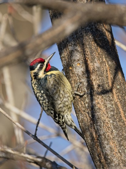 Yellow-bellied Sapsucker