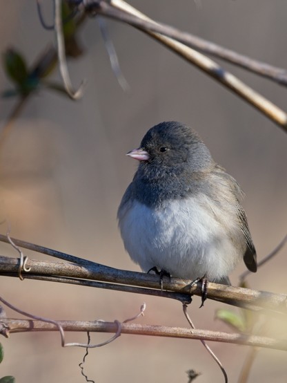 Dark-eyed Junco
