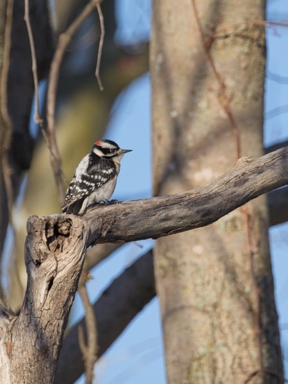 Downy Woodpecker