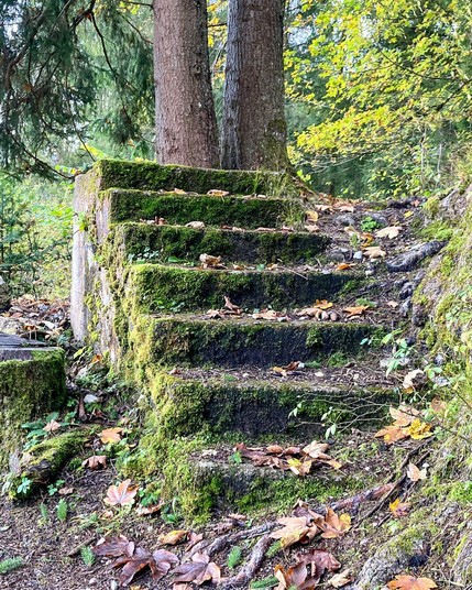 Eine moosbewachsene Stein- oder Betontreppe mit 7 Stufen irgendwo im Wald. Sie endet direkt vor 2 großen Baumstämmen. Auf den Stufen liegt ein wenig Herbstlaub. Links steht die Treppe frei , man sieht ihren Sockel, rechts verschwindet sie im Hang.