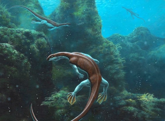 Reptil con patas palmeadas y los cuartos traseros más grandes, buceando.