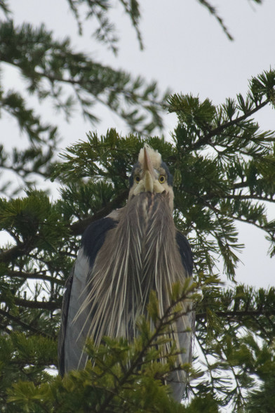 A face on blue heron. It's eyes are bulging yellow circles with black pupils but its bill is pretty much invisible from this angle.