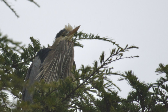 Three-quarters view of the blue heron. It has dark shoulders and grey blue wings. On its throat are a few dozen long stringy feathers that hang downwards and fan out a bit.