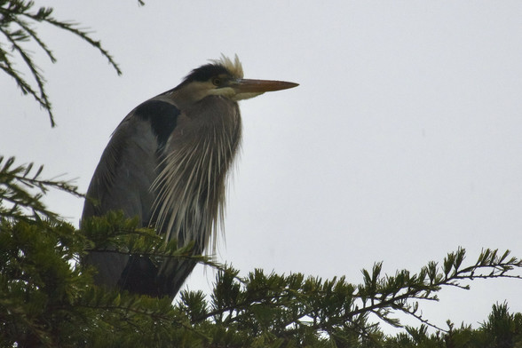 Side view of a great blue heron perched on a branch.