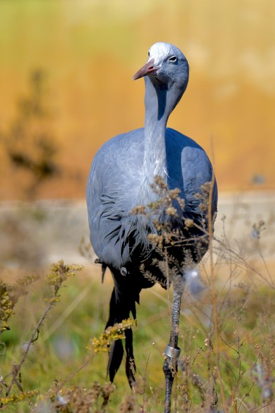 A very introspective Blue Crane, basking in the glow of the sun