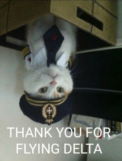 A cat sitting in a box, wearing a costume of a commercial pilot.  The photo is upside down, and captioned "Thank you for flying Delta".