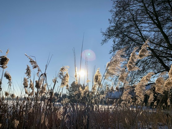 A snowy field from a lowered perspective, in the foreground some high dry grass. Behind it the field with bright icy snow. Above the field, the cold blue sky, the sun shining sharp in the middle of the picture. A leaveless tree stretches its bare dark branches on the pictures right border.