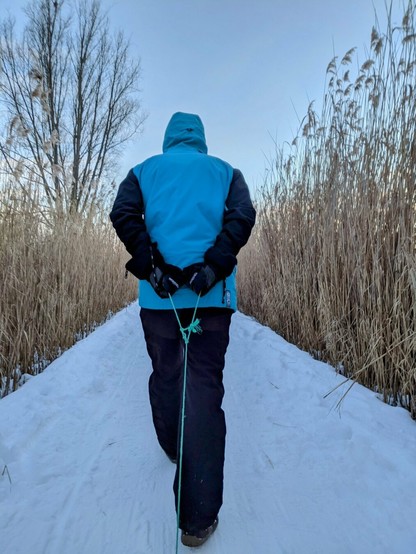 A snowy footpath flanked by tall, dry reeds against a pale blue sky. A person is walking down the footpath, but you can only see them from behind. The person wears winter clothing with black trousers, a blue and black snowboard jacket, and gloves. The person has their hands behind their back, holding a rope. They are pulling a sled, but you can only see the rope.