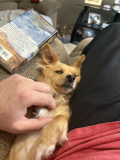 The image shows a small dog lying on its back, being gently petted by a person's hand. There's a book resting next to them, and the setting appears to be a cozy living space with a couch and a shelf in the background.
