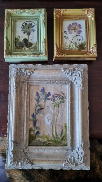 English 3 frames on a table. They contain pressed flowers, moss, ferns... Like scenes from nature. Their style is baroque.The first is water-green, with a bluish main flower.The one next to it is golden with a violet blossom.The one below is larger and grayish-beige. It contains a stem with several blue flowers, a violet and white flower and a dandelion flower, in seeds, some of which have flown into the picture.
•
Français 3 cadres posés sur une table. Ils contiennent des fleurs pressées, mousses, fougères... Comme des scènes de nature. Ils ont un style baroque.Le premier est couleur vert d’eau et la fleur principale est bleutée.Celui d’à côté est doré et la fleur est violette.Celui du dessous est plus grand et gris-beige. Il contient une tige avec plusieurs fleurs bleues, une fleur violette et blanche et une fleur de la famille des pissenlits, en graines,  dont une partie se sont envolées dans le tableau.
