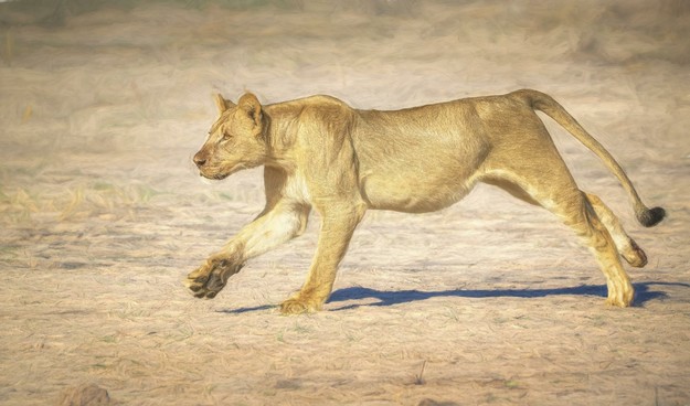 A lion running across the sandy savanna in Zimbabwe; processed with an artistic filter. 

 #lion #running #artistic #zimbabwe #africa #wildlife #wildlifephotography #sandy #savanna #graceful #powerful #AYearForArt #buyIntoArt #giftideas #wallart #artforsale @joancarroll 

https://joan-carroll.pixels.com/featured/running-lion-zimbabwe-artistic-joan-carroll.html