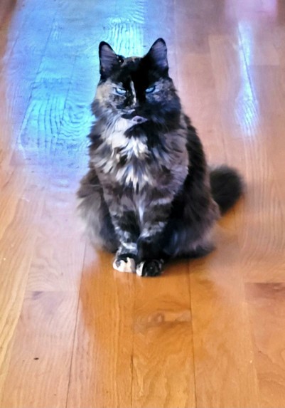 Monica was a beautiful tortoishell cat with intense eyes, gold and cream color markings and a gold stripe down her nose. Here, she is giving her intense stare for which she was renowned.