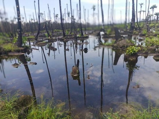 Photography of a wetland landscape with a small pool surrounded by small and tallish trees. This might be a contaminated site, based on the article's content.