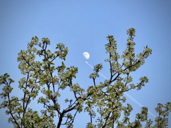 Tree limbs and flowers frame a blue sky, as a jet airplane flies under the moon in the distance.