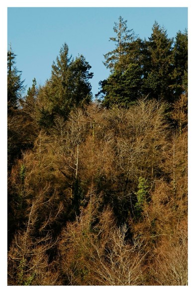 Centre - white speck in the leafless branches  just below the gap in the pines.