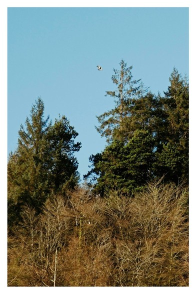 Slightly different angle, white speck in the leafless branches just below the gap in the pines. 

A wood pigeon flies above.