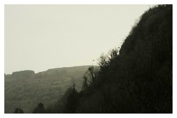 One of the regular Buzzards from the other day heading off around the same hill.