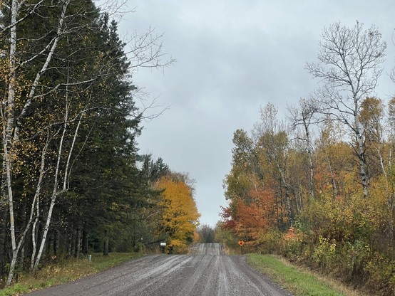 A wet, unpaved road winds through a forest with autumn foliage in shades of yellow, orange, and green under an overcast sky.