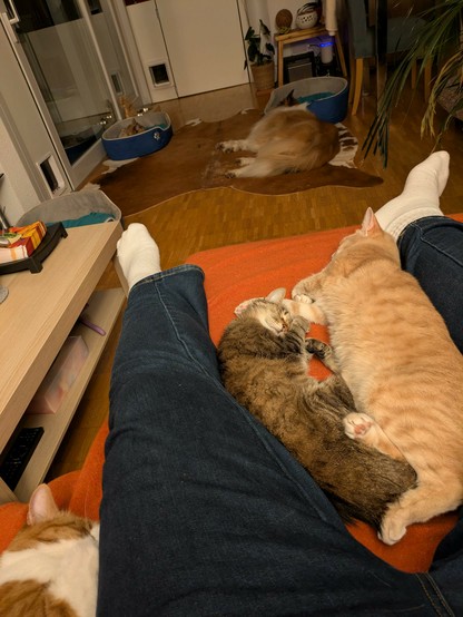 Two cats, one a grey, onea  ginger tabby, resting comfortably between legs of a human, with a third red tabby with white visible in the bottom left corner and a sable Rough Collie in the background outside of an empty pet bed. A second pet bed with a black silver torbie with white Maine Coon is visible further in the background.