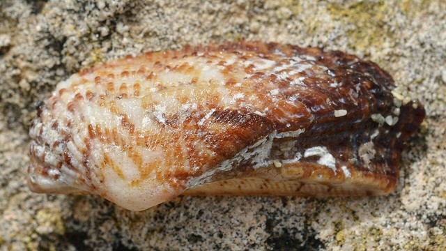 A photo of a noah's ark shell on a stone surface.