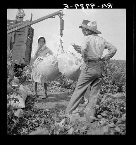 The black and white photograph captures a moment where two individuals are working together to weigh cotton in an outdoor setting. The person on the left stands inside what appears to be a wooden cart or platform, using a pulley system connected by cables and hooks with weights hanging from them to hold up a large bag of cotton above their head. They seem focused on ensuring that the weight is correctly measured.

The individual on the right is standing on the ground beside the person in the cart, holding what looks like a ledger or notebook close to their chest as they write down information related to the weighing process. This person's attention appears divided between recording data and observing the work being done by their colleague above them.

Both individuals are dressed casually with hats for sun protection; one wears a wide-brimmed hat while the other has a simpler, narrower cap. They seem engaged in their task amidst an environment that suggests agricultural activity—plants or crops can be seen at their feet and around their surroundings. The overall atmosphere of the photograph indicates hard work associated with cotton farming during what seems like a hot day given their protective headwear.

The image carries historical significance as it reflects on labor practices within the American Southwest, specifically in Texas where cotton was once a staple crop. It also gives insight into industrial agricultural m [...]