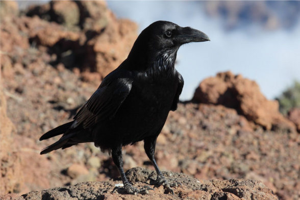 Corvus corax (known as common raven) standing on a clayey ground and slightly turning its head to the side.