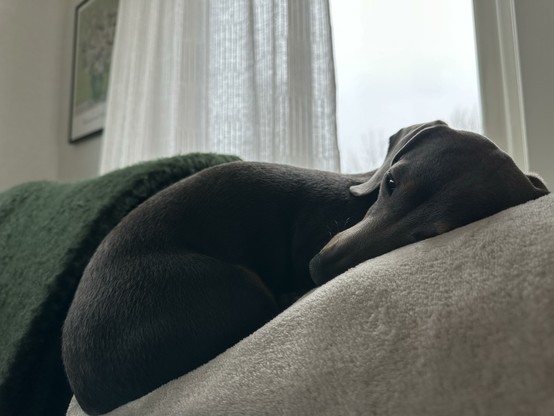 A dark grey miniature dachshund curled up on the back of a couch, fitting in very well with a light grey blanket in the foreground and a dark green blanket right behind her.