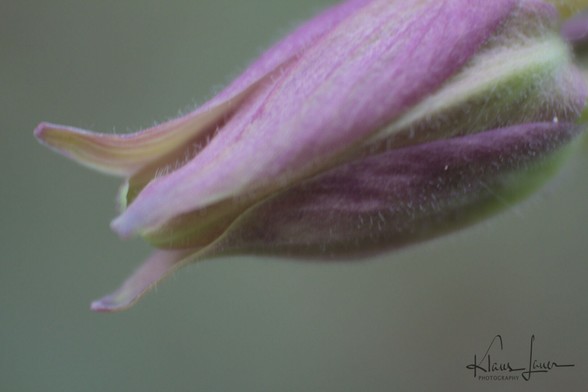 Das Foto zeigt die Makroaufnahme einer noch geschlossenen Blüte eines Storchenschnabels