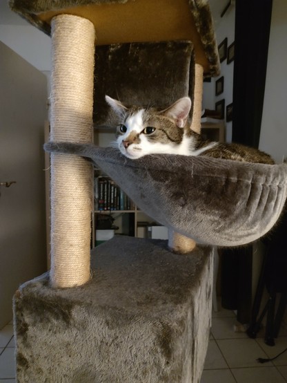 Der Kater Sammy liegt nachdenklich und den Kopf auf dem Rand in der Hängekuhle vom Kratzbaum