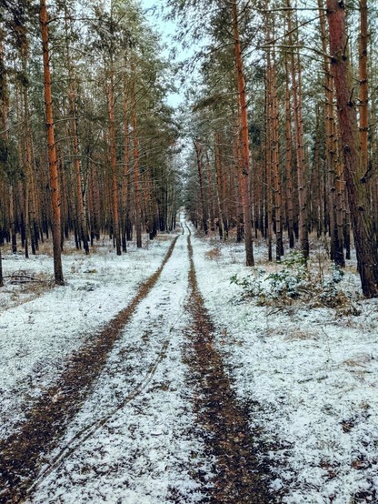A straight, narrow path stretches into the distance through a snowy forest. The path is marked by two tire tracks in the light snow, indicating it may be used by vehicles. Tall, thin pine trees line both sides of the path, creating a sense of depth and perspective. The ground is covered in a mix of snow and brown pine needles. The sky is overcast, suggesting a cool, wintery day.