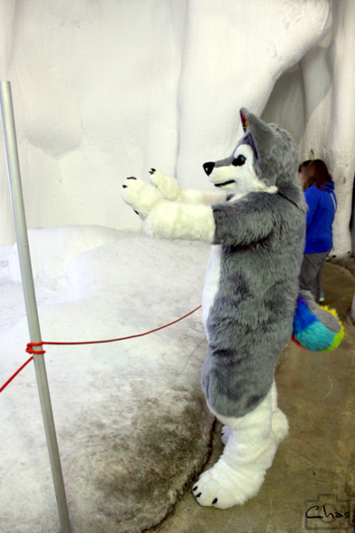 husky fursuiter cooling himself down in the Antarctica-area of Klimahaus Bremerhaven