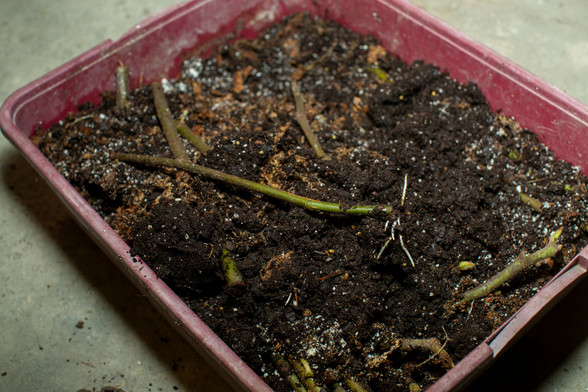 Green stem with roots emerging from one end, resting on top of potting soil in a rectangular plastic bin.