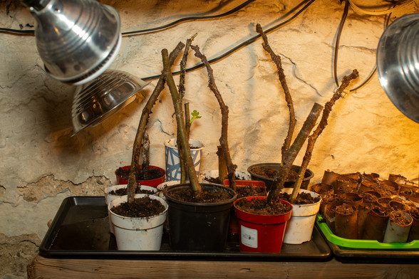 Ten woody stem sections inside an assortment of pots under lights.