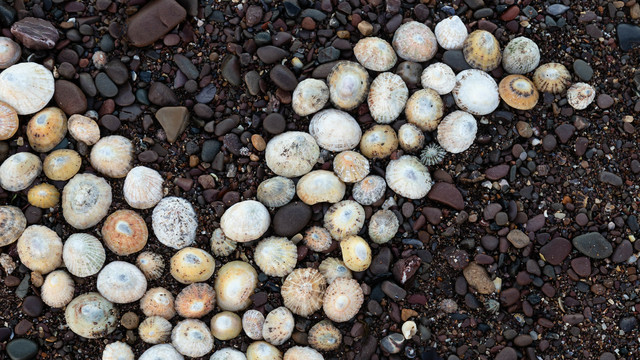 Adetailed close-up view of part of an ampersand on a beach, created by arranging some unoccupied limpet shells.