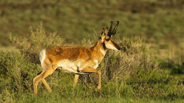 On a mid-spring morning along the Smoke Creek Desert in Lassen County, California, I had a rare experience—a beautiful buck pronghorn actually stood still for me to photograph. Normally, these skittish animals earn their “speed goat” nickname by bolting away at 45+ mph, adding to my collection of pronghorn butt photos. A huge bonus: it was 6:30 AM, and the golden light perfectly illuminated him, casting a nice catch light in his eye.

Pronghorns (Antilocapra americana) are incredible. Despite their nickname, they aren't goats or true antelope but the last surviving member of the Antilocapridae family. They’re the fastest land animal in the Western Hemisphere and can sustain 40+ mph over rough terrain. Their extreme skittishness often clashes with their curiosity—I’ve had a few stare me down, and they’re oddly fixated on shiny objects. Seeing them often is a privilege, even if they rarely cooperate for photos.