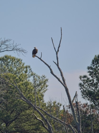 A Bald Eagle perched on a dead tree