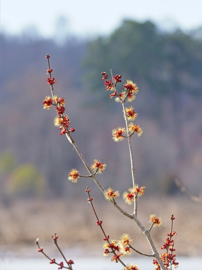 A branch of fuzzy Red Maple buds against an out-of-focus background of trees