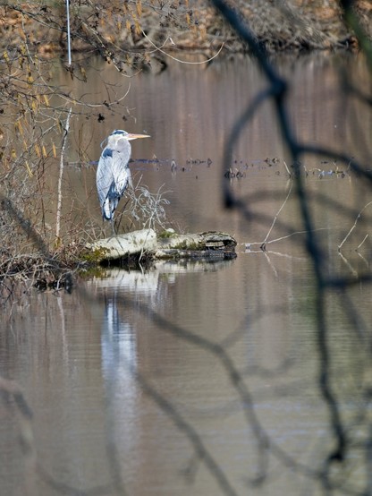 A Great Blue Heron stands on a log at the edge of a small pond