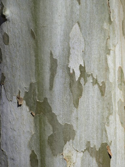 The frame is filled with the bark of a Sycamore tree, creating abstract texture