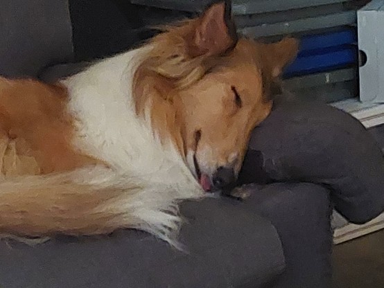 Boomer the collie is asleep on a couch. The tip.of her tongue is peeking out in a very small mlem.