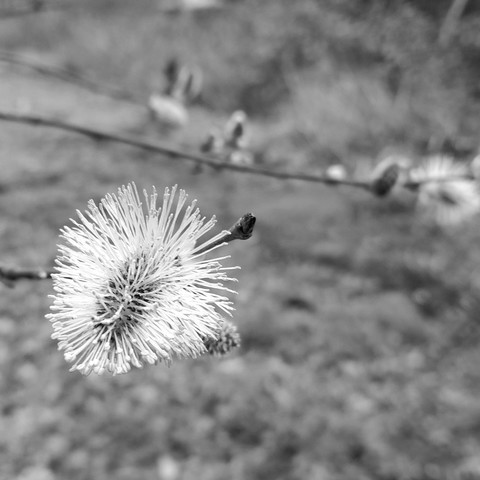 Signs of Spring for #MonochromeMonday