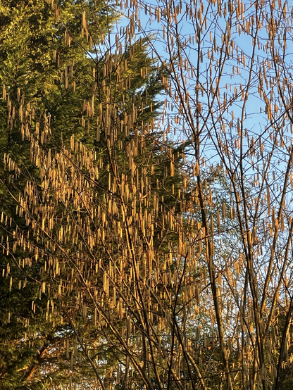 Des chatons pendent des branches d’un noisetier, dorés par la lumière du soleil levant
